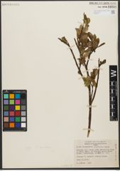 Foto von Salix L.